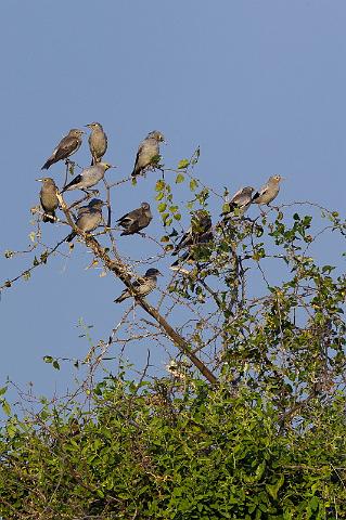 185 Okavango Delta, leispreeuwen.jpg